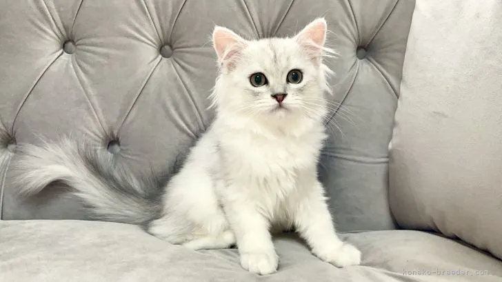 ID：2107-01909の子猫