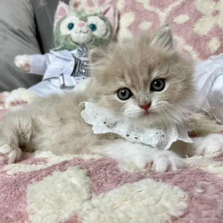 ID：2309-00501の子猫
