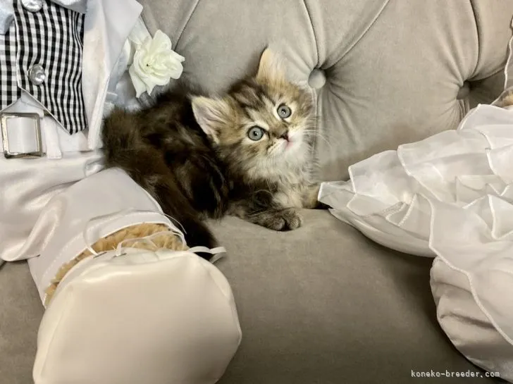 ID：2201-01390の子猫