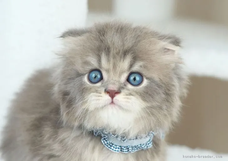 ID:2204-00807の子猫