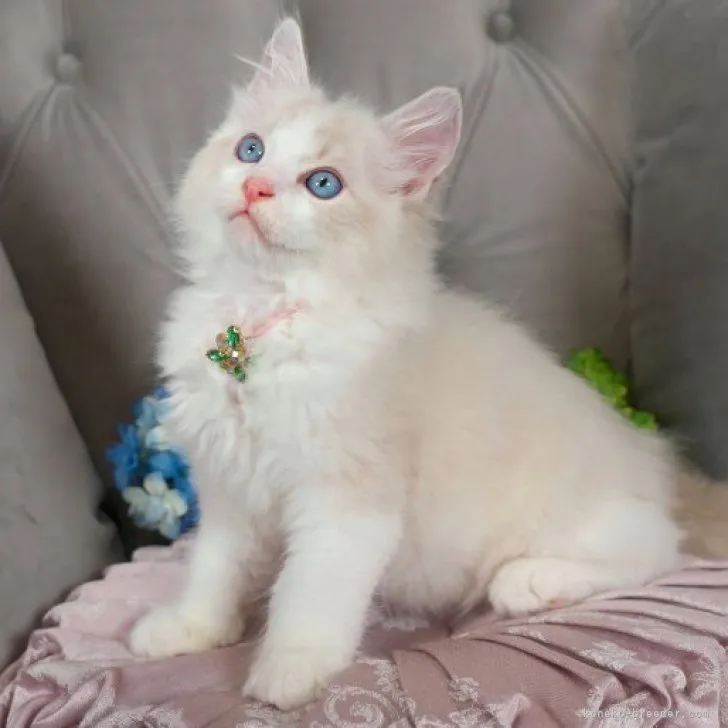 ID：2304-02572の子猫