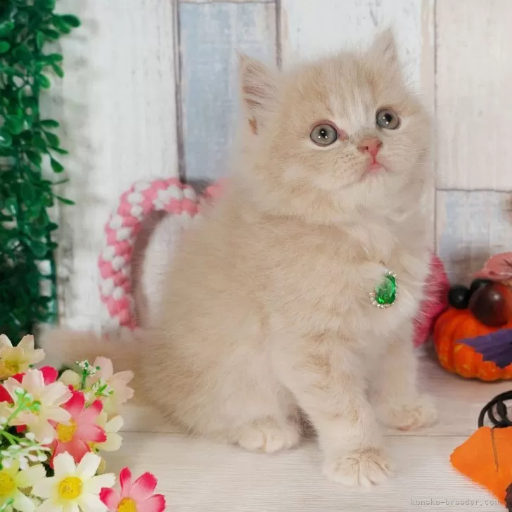 ID:2410-01381の子猫