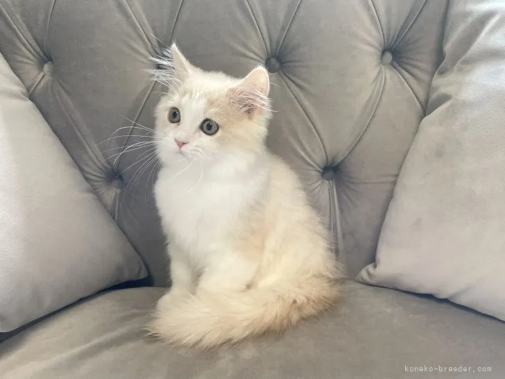 ID：2203-01527の子猫