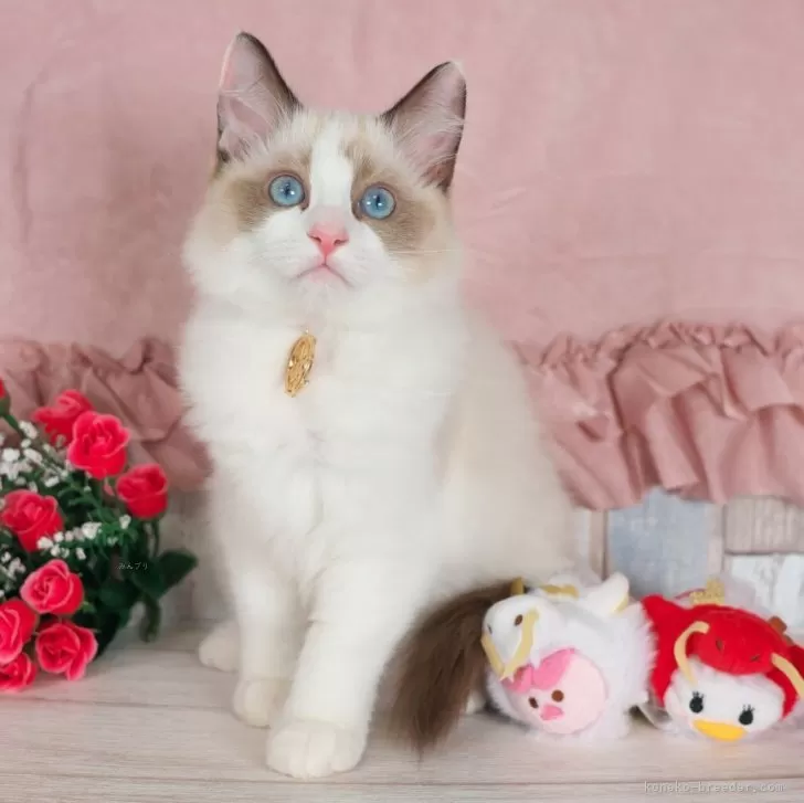 ID:2311-01214の子猫