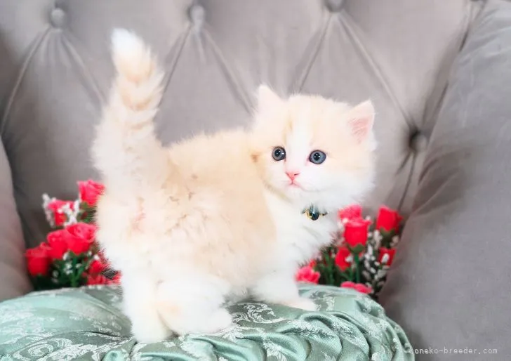 ID:2302-01363の子猫