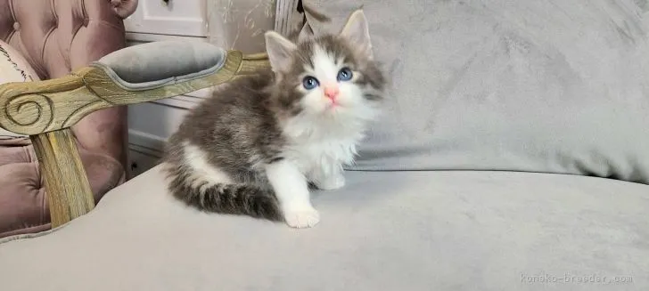 ID:2202-01870の子猫