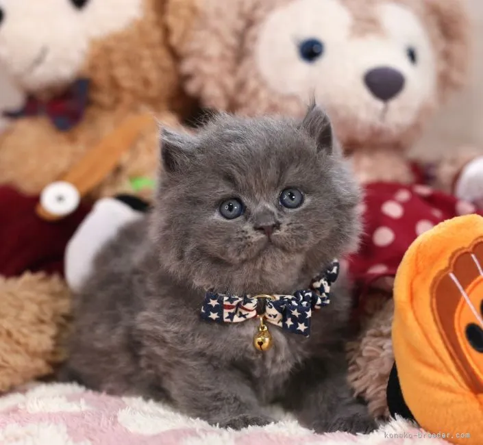ID:2110-00003の子猫