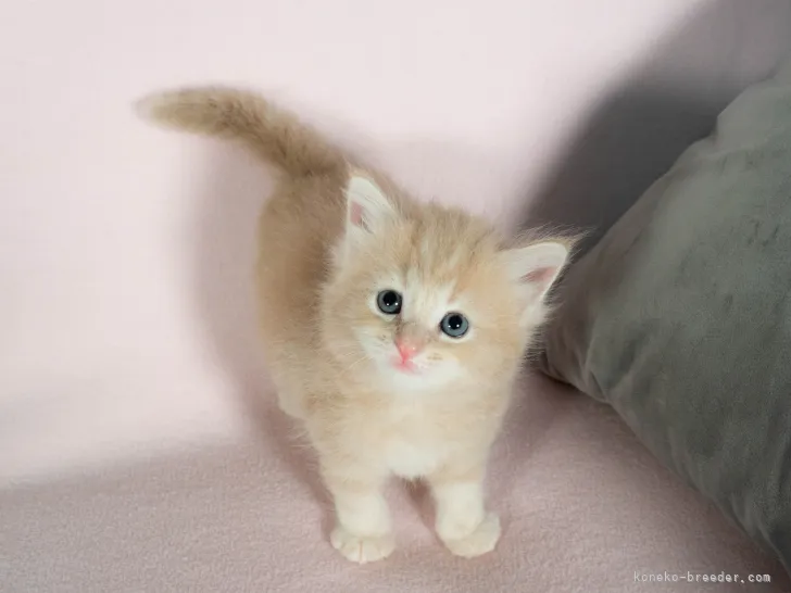ID：2108-02471の子猫