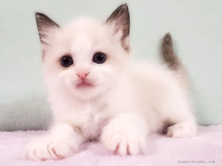 ID:2101-00531の子猫