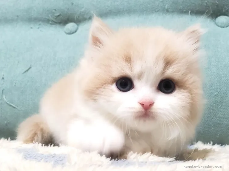 ID：2101-00052の子猫