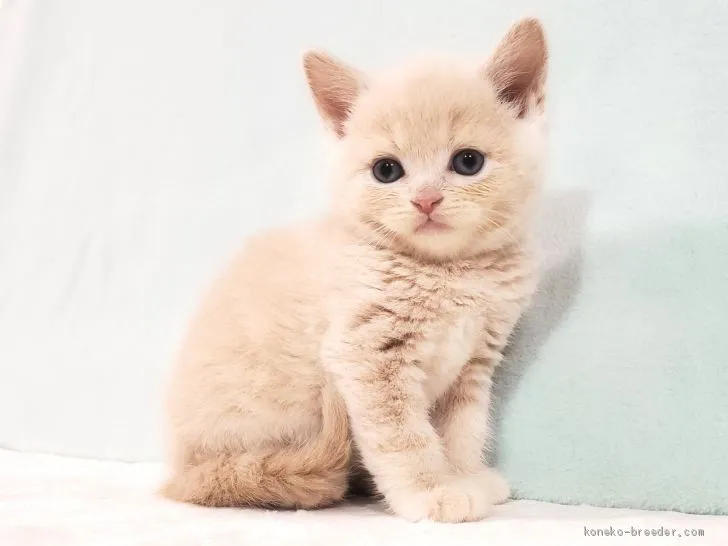 ID:2101-00828の子猫