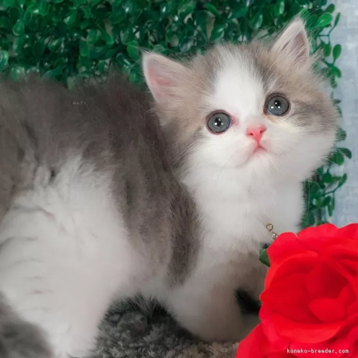 ID:2412-00438の子猫