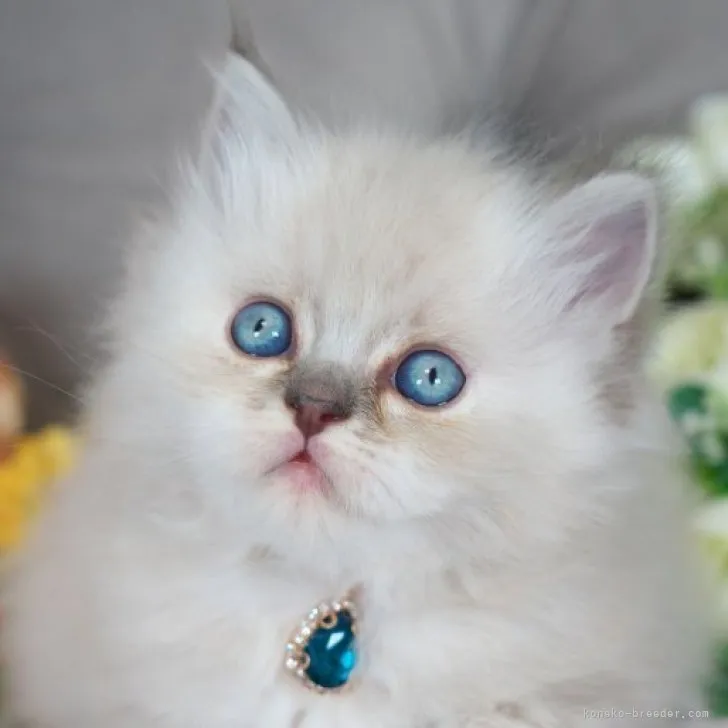 ID:2306-01412の子猫