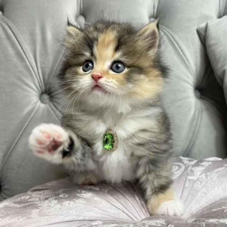ID:2309-02654の子猫