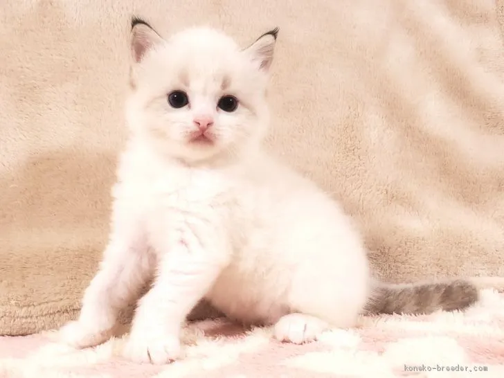 ID:2101-00530の子猫