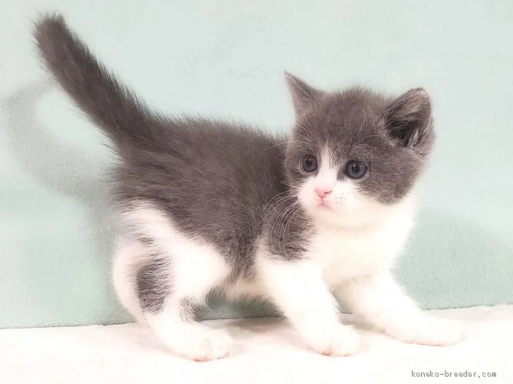 ID:2101-00825の子猫