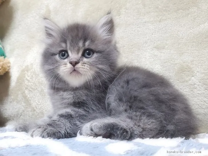 リンちゃん 様のお迎えした子猫