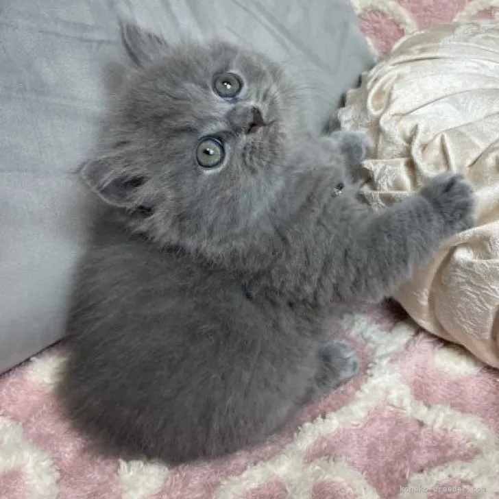 ID:2309-02653の子猫