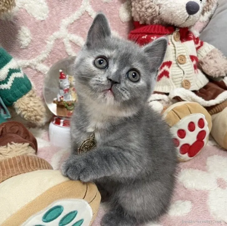 ID:2311-00367の子猫