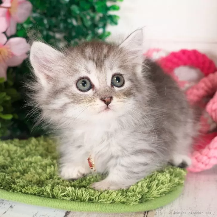 ID:2404-00798の子猫
