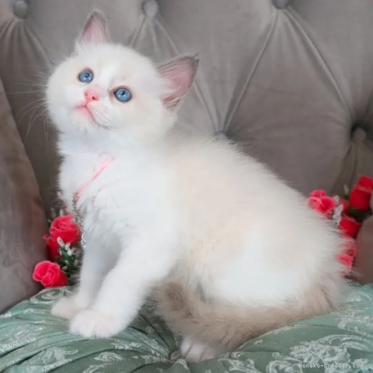 ID：2306-03101の子猫