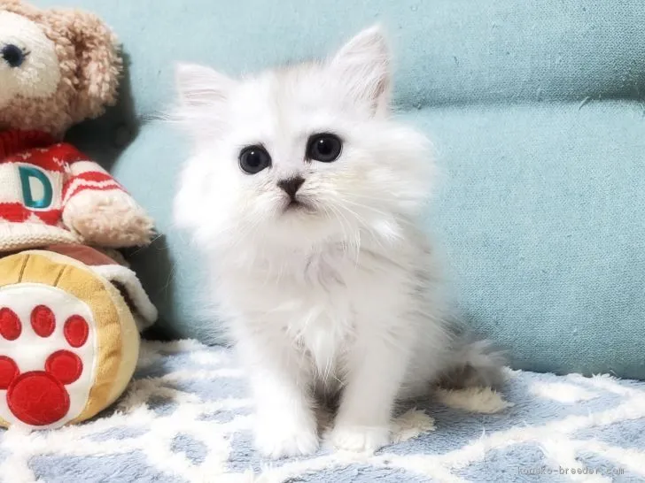 ID:2102-00691の子猫