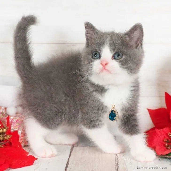 ID：2311-01227の子猫