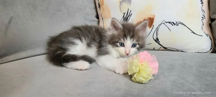 K.H 様のお迎えした子猫