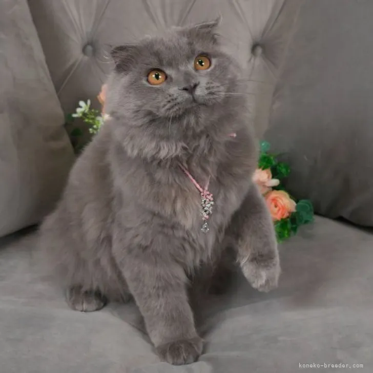 ID：2301-00837の子猫