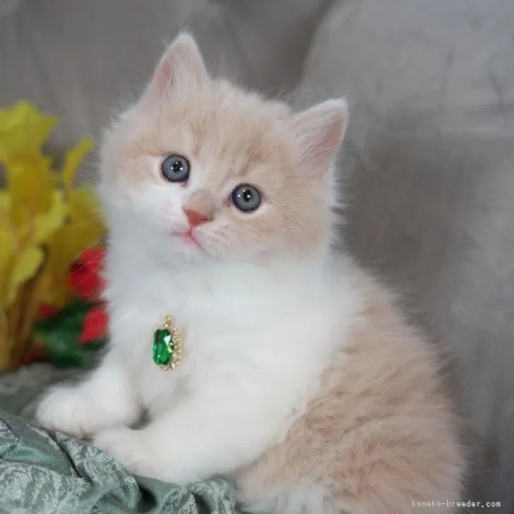 ID:2301-00921の子猫