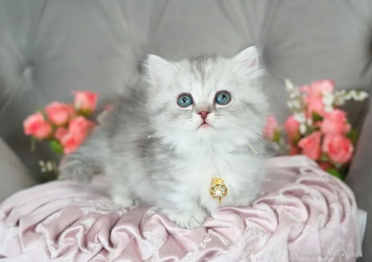 ID:2302-01425の子猫