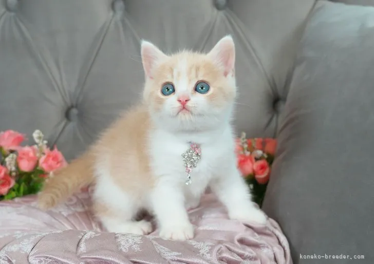 ID:2302-01053の子猫