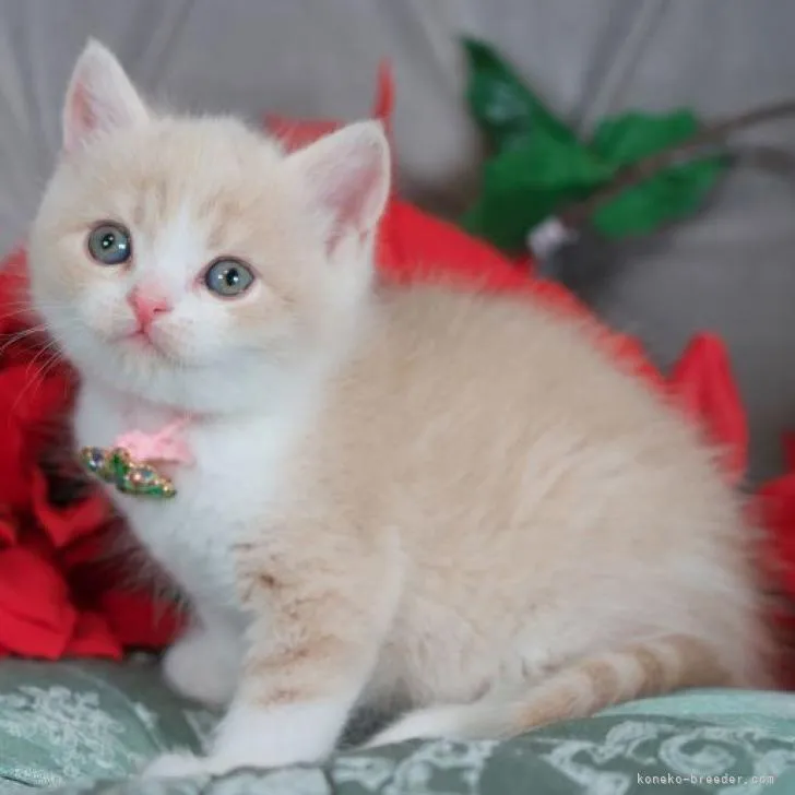 ID:2211-01930の子猫