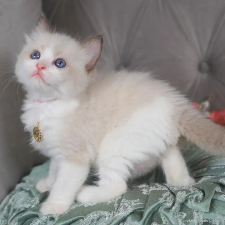 ID：2212-01751の子猫