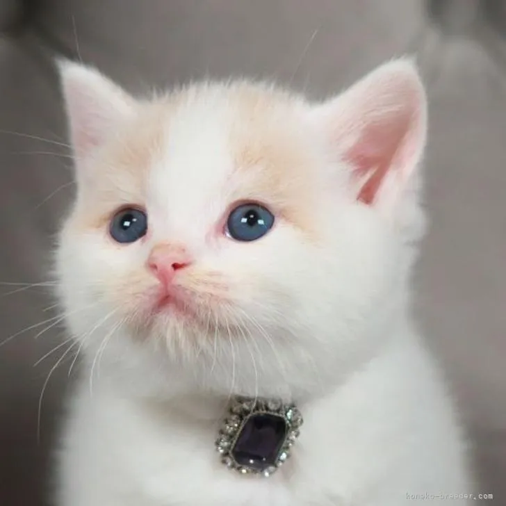 ID:2206-02600の子猫