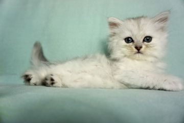 ペルシャ(チンチラ)【愛知県・女の子・2021年6月6日・シェーデッドシルバー】の写真「ふわふわもこもこ、ぱっちりおめめの女の子🥰✨」