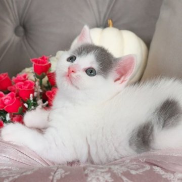 ブリティッシュショートヘア【愛知県・女の子・2023年9月15日・ブルー&ホワイトバン】の写真「可愛いお顔の女の子❤️✨」