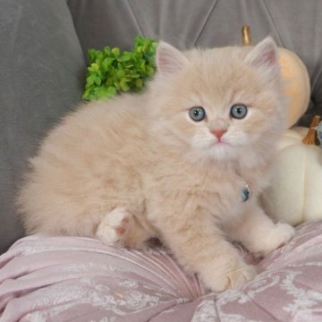スコティッシュフォールド(立ち耳)【愛知県・男の子・2023年8月30日・クリームタビー】の写真「まんまる可愛い男の子❤️」