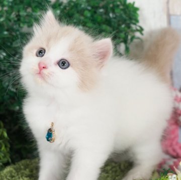 スコティッシュフォールド【愛知県・男の子・2024年9月11日・クリームタビー&ホワイト（ロングヘアー）】の写真「みんなと遊ぶのが大好きな男の子✨」