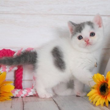 ブリティッシュショートヘア【愛知県・男の子・2024年5月24日・ブルー&ホワイト】の写真「可愛い男の子❤️✨」