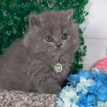 ブリティッシュショートヘア【愛知県・女の子・2024年5月24日・ブルー（ロングヘアー）】の写真「可愛い女の子❤️」