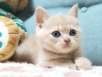 ブリティッシュショートヘア【愛知県・女の子・2020年12月23日・クリームタビー（ショートヘア）】の写真「大きなお目々、まんまるお顔がとっても可愛い🥰❤️」