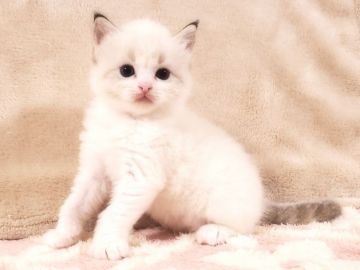 ラグドール【愛知県・男の子・2020年12月2日・シールポイントバイカラー（ロングヘア）】の写真「可愛い顔立ち、美しい模様をした男の子😸❤️」