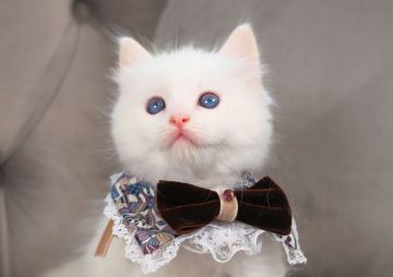 ラグドール【愛知県・男の子・2022年7月15日・クリームポイントバイカラー】の写真「希少カラーの男の子☘️」