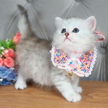 ミヌエット【愛知県・女の子・2022年8月22日・シルバーパッチドタビー（ロングヘア）】の写真「とっても可愛いお顔の女の子💓」