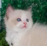 ラグドール【愛知県・男の子・2024年6月16日・シールポイントバイカラー】の写真1