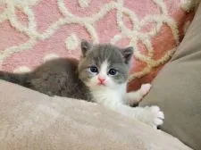 ブリティッシュショートヘア【愛知県・男の子・2021年10月5日・ブルー&ホワイト】の写真1