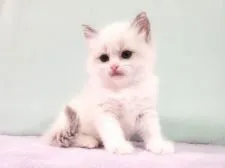 ラグドール【愛知県・男の子・2020年12月2日・ブルーポイントバイカラー】の写真1「1月9日撮影  生後38日」