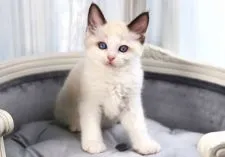 ラグドール【愛知県・男の子・2021年4月22日・シールポイントバイカラー】の写真1