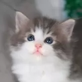 ノルウェージャンフォレストキャット【愛知県・女の子・2024年6月5日・ブルータビー&ホワイト】の写真1